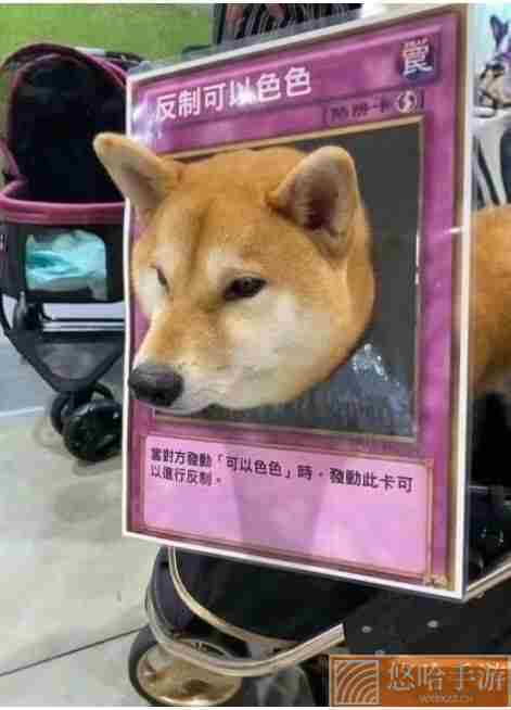 柴犬色色卡表情包大全