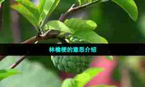 林檎梗的意思介绍