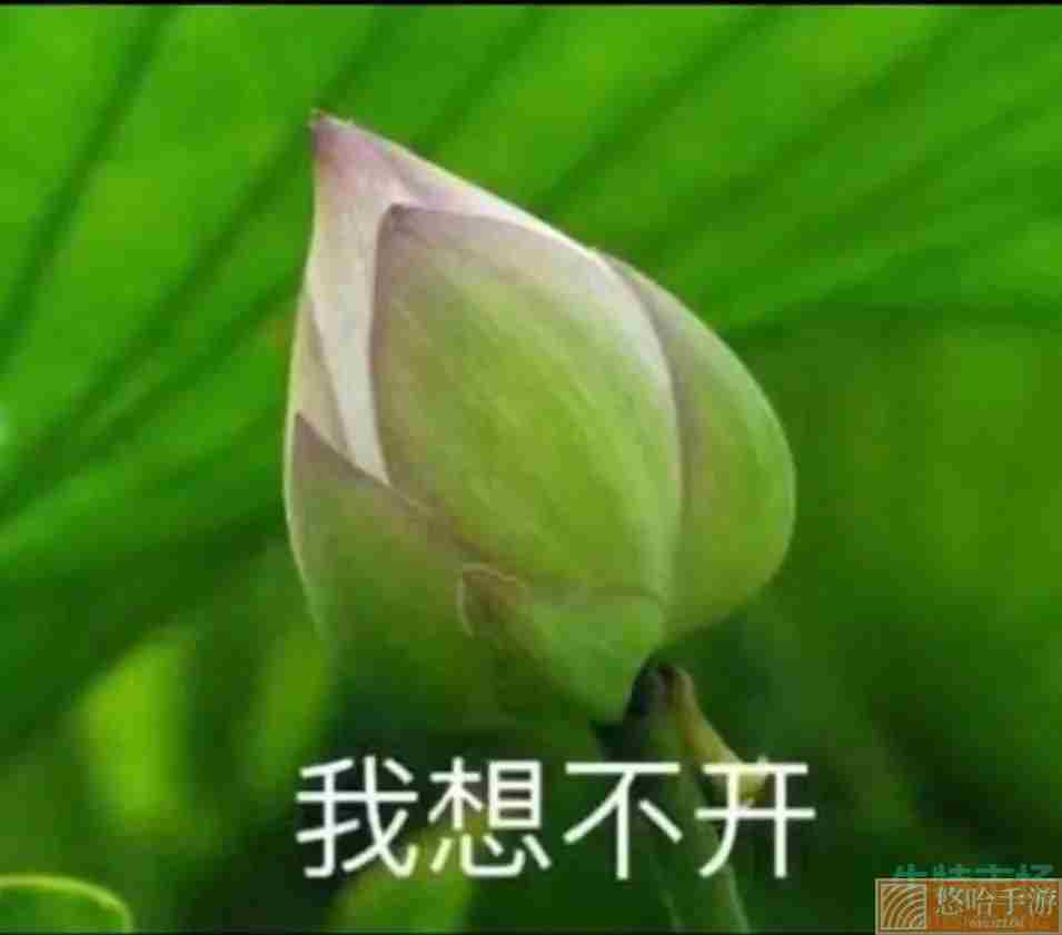 四大废话梗的意思介绍