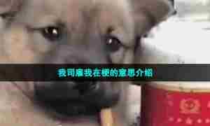 我司雇我在梗的意思介绍