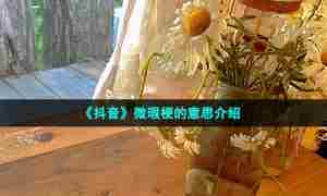 《抖音》微瑕梗的意思介绍