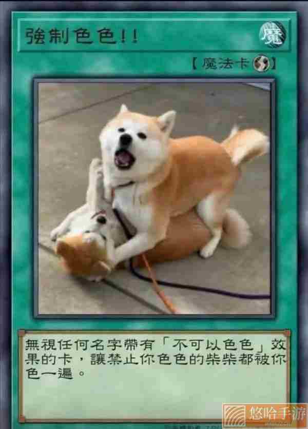 柴犬色色卡表情包大全